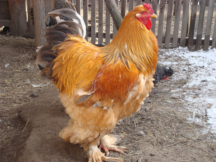 DSC04242 - BRAHMA-DEC 2013-IAN 2014