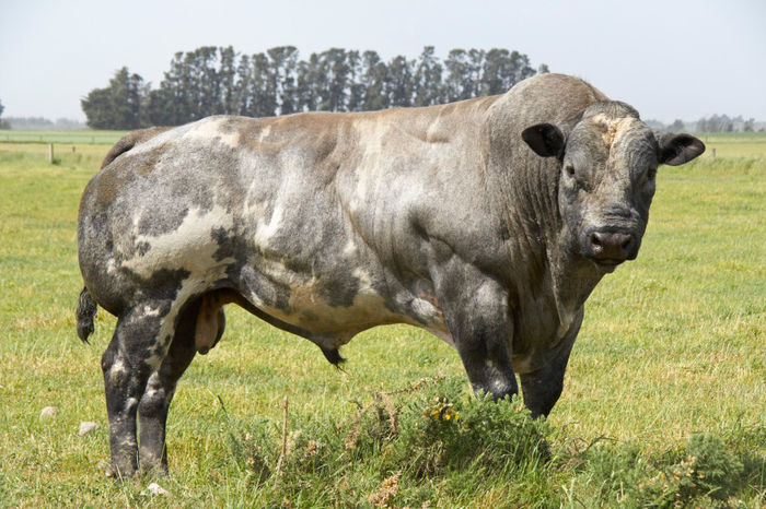 BELGIUM BLUE - Taurinele de carne