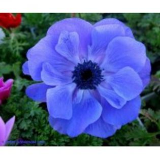 anemone blue - 2014 ACHIZITII