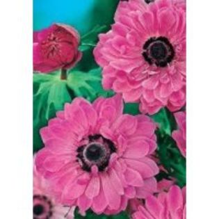 anemone pink - 2014 ACHIZITII