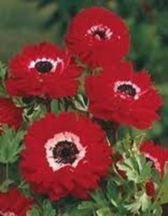 anemone red