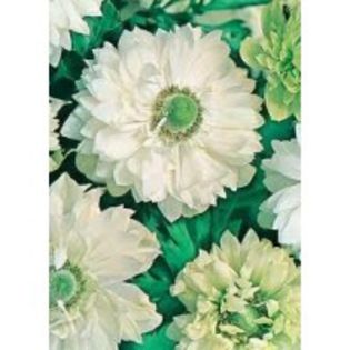 anemone white - 2014 ACHIZITII