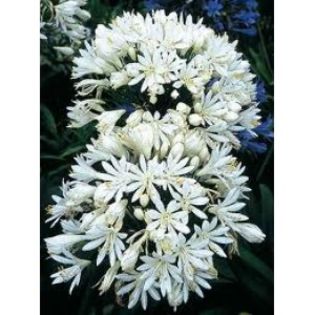agapathus white - 2014 ACHIZITII