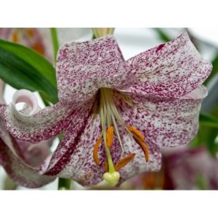 Lankon by M. Schofield - 2014 ACHIZITII