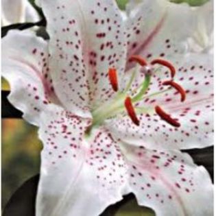 white red - 2014 ACHIZITII