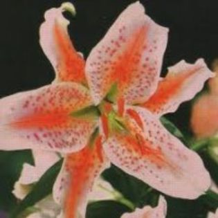 salmon - 2014 ACHIZITII