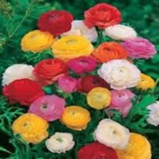 ranunculus