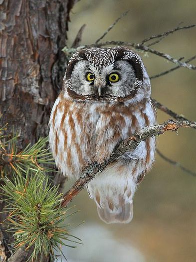 1185643_627073330658590_2037930743_n - Natura