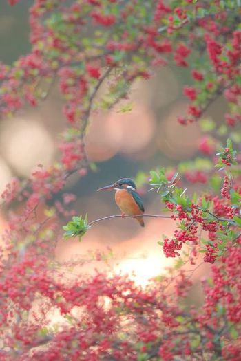 1235386_638815872817669_365251938_n - Natura