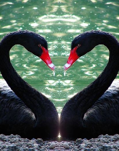 1239996_643886012310655_1935826853_n - Natura