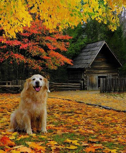 1376377_643073039058619_770951852_n - Natura