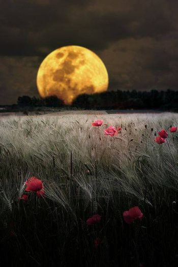 1378089_642740759091847_1090506599_n - Natura