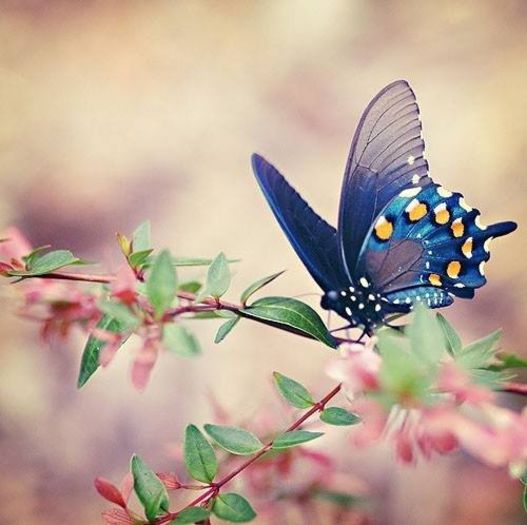 1472011_678123728886883_521456002_n - Natura