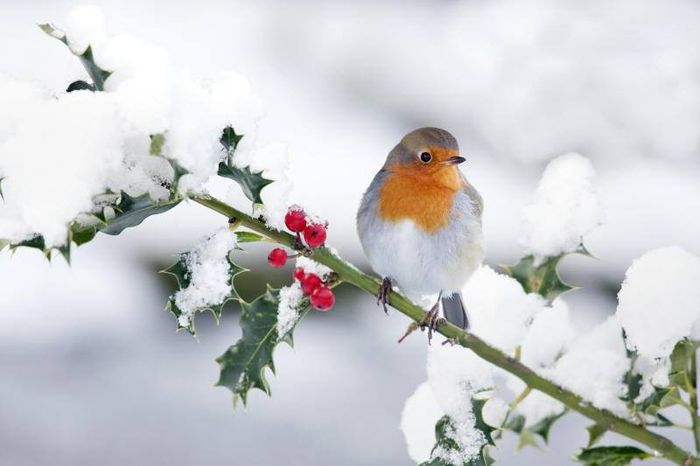 1486906_690524627646793_878967869_n - Natura