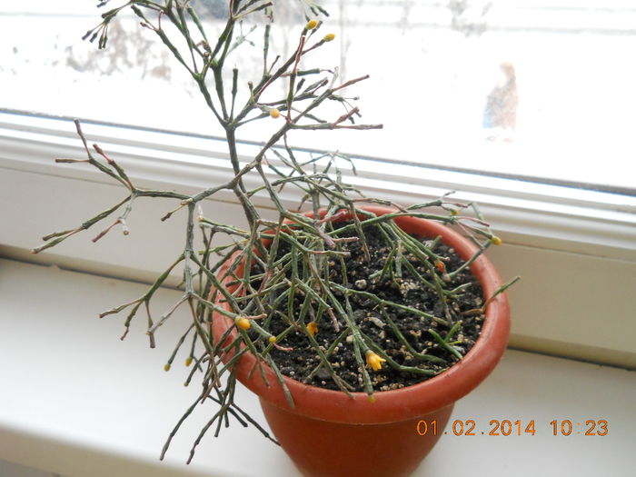 001 - FLORI 2014
