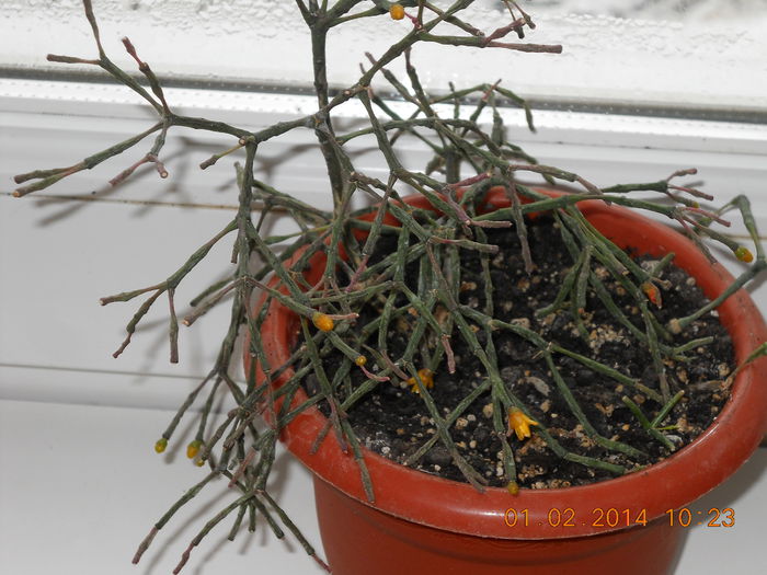 003 - FLORI 2014
