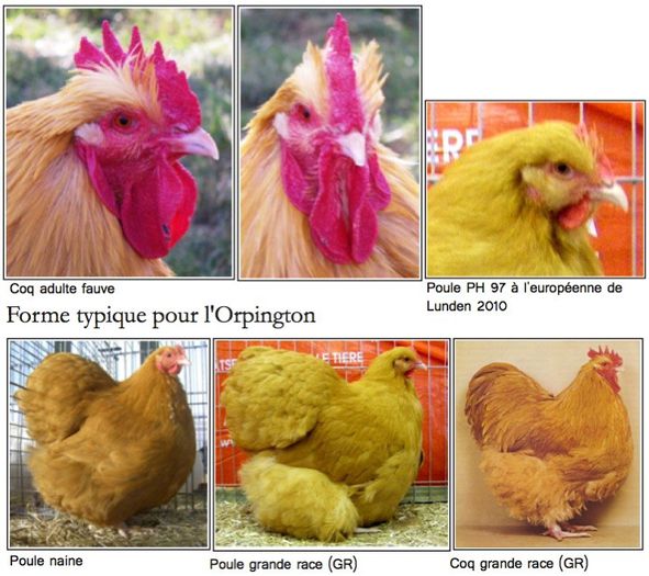 orpingtonTypique - Orpington
