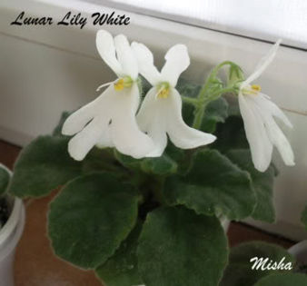 Lunar Lily White