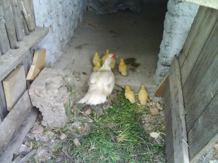 Photo 0468 - G--- rate mute