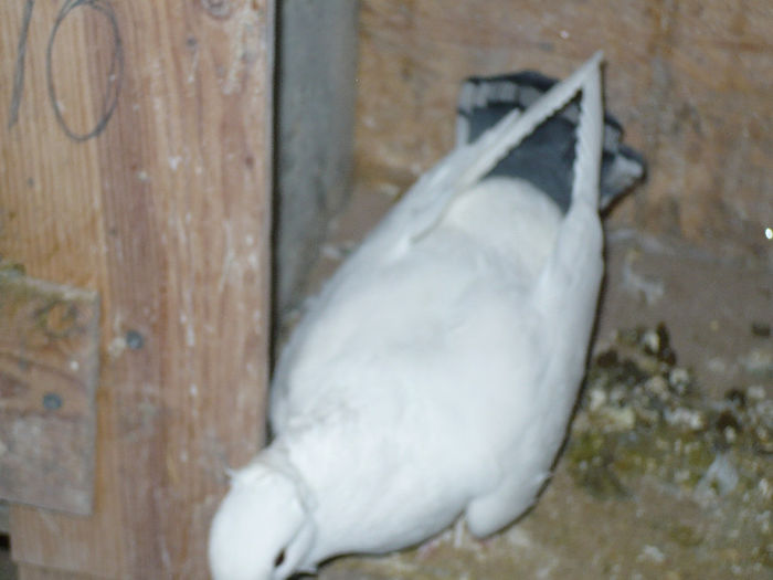 porumbei 064