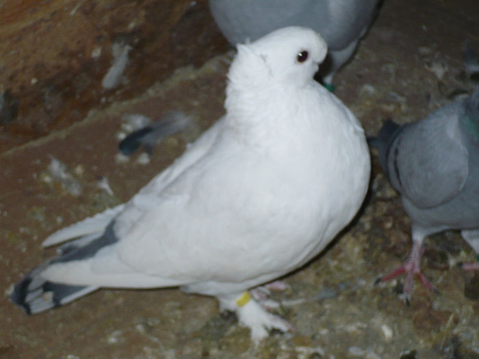 porumbei 078