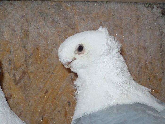 porumbei 094