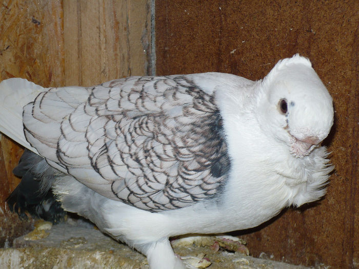 porumbei 098