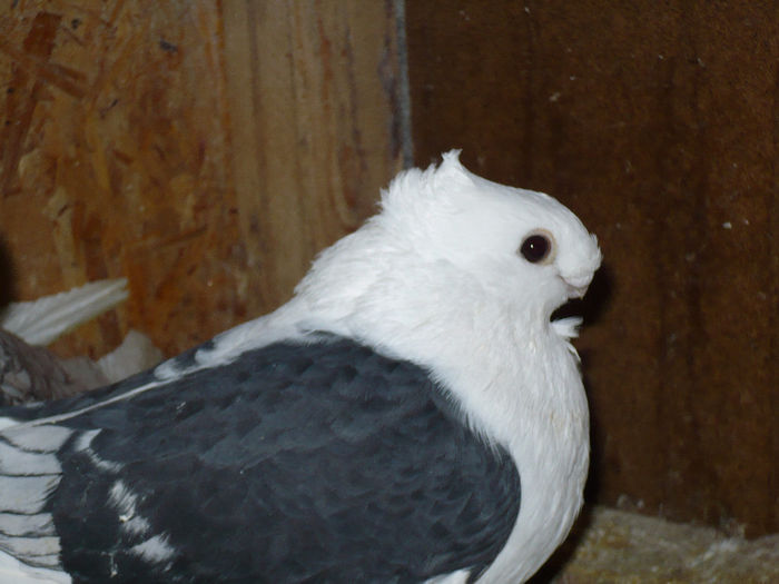 porumbei 102