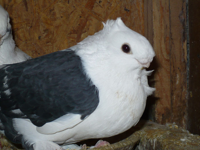 porumbei 103