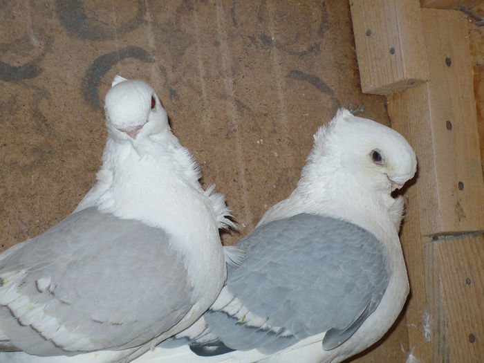 porumbei 111