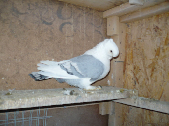 porumbei 108 - BLUETI-SATINETI 2014