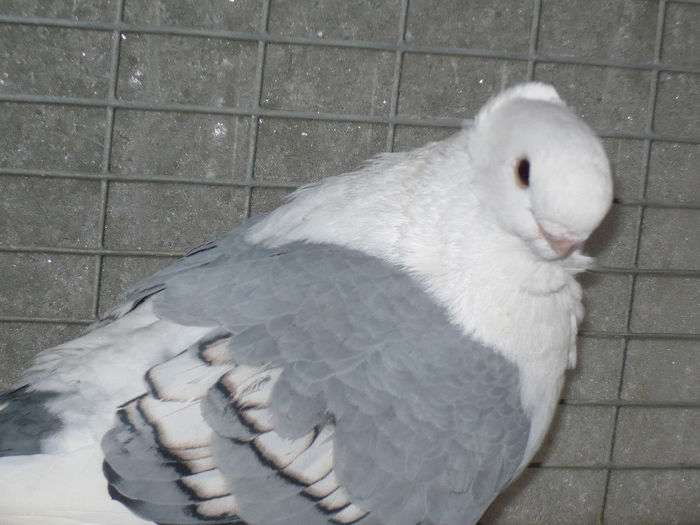 porumbei 116