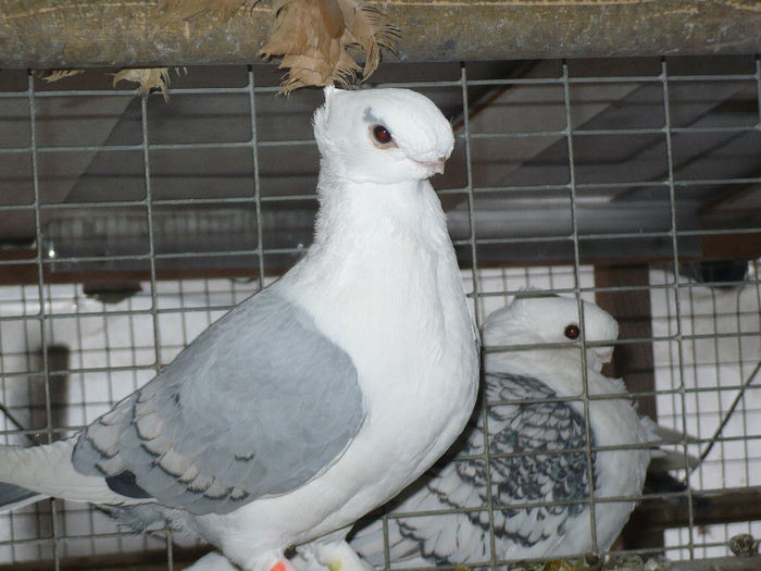 porumbei 119