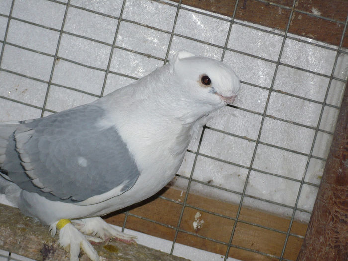 porumbei 147
