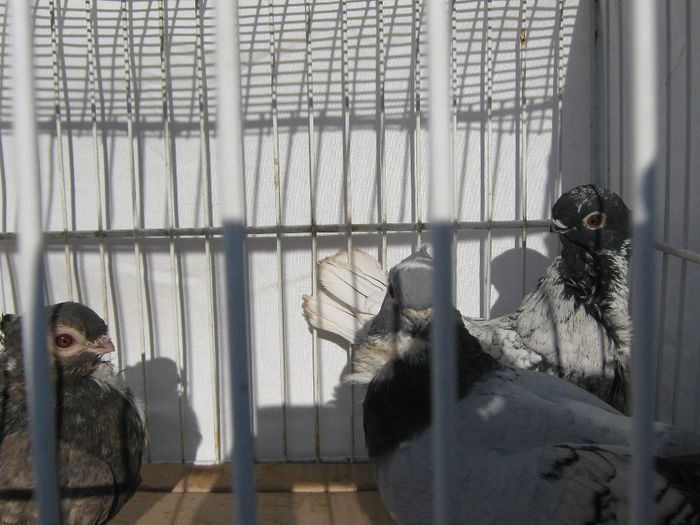 IMG_2438; blondineti
