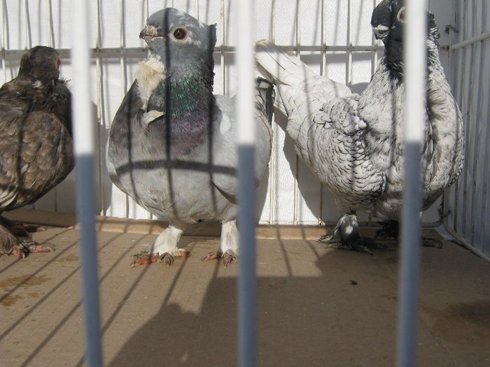 IMG_2440; blondineti
