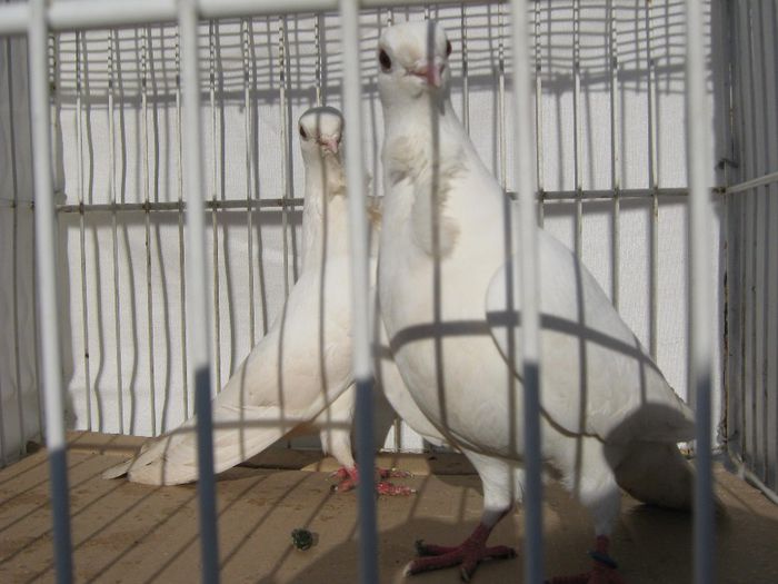 IMG_2445 - Porumbeii mei