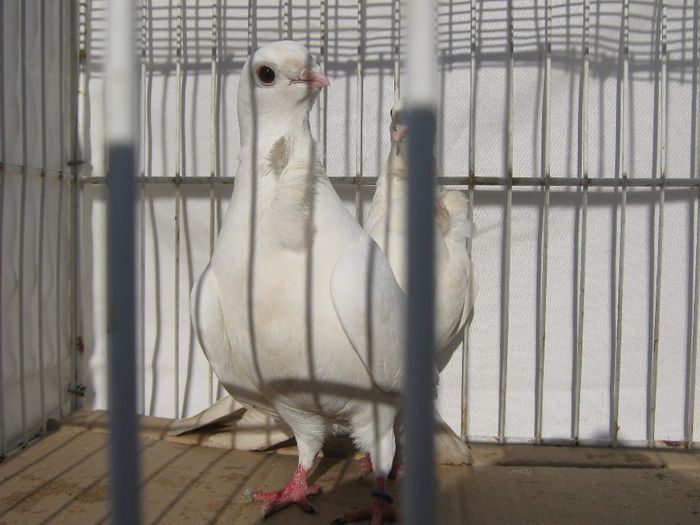 IMG_2446 - Porumbeii mei