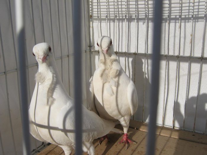 IMG_2447 - Porumbeii mei