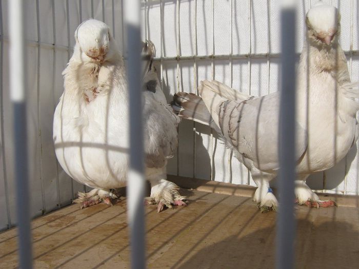 IMG_2449 - Porumbeii mei