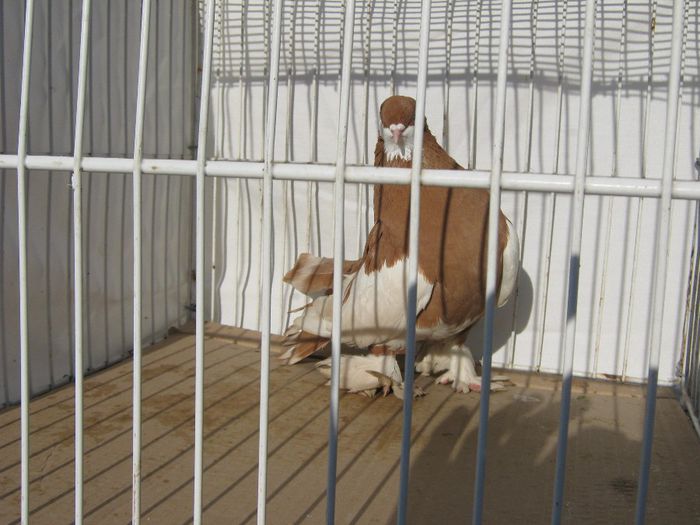 IMG_2452; jucator volga
