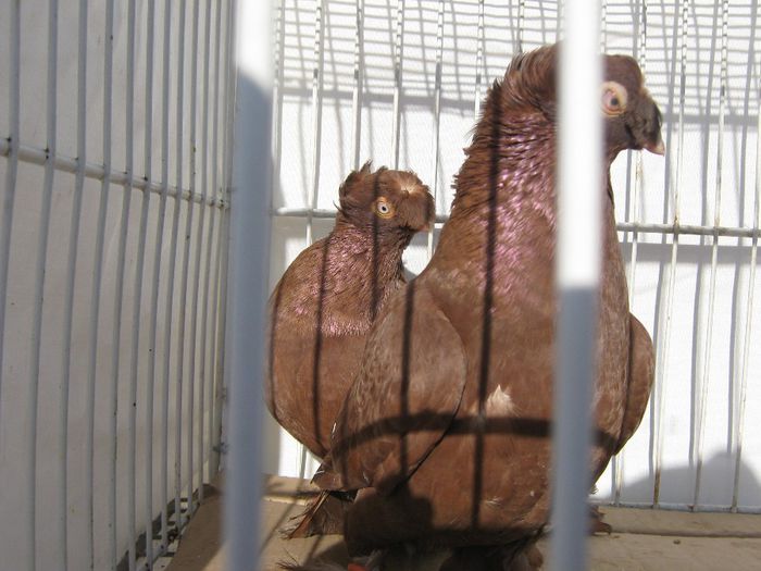 IMG_2458; jucatori de botosani
