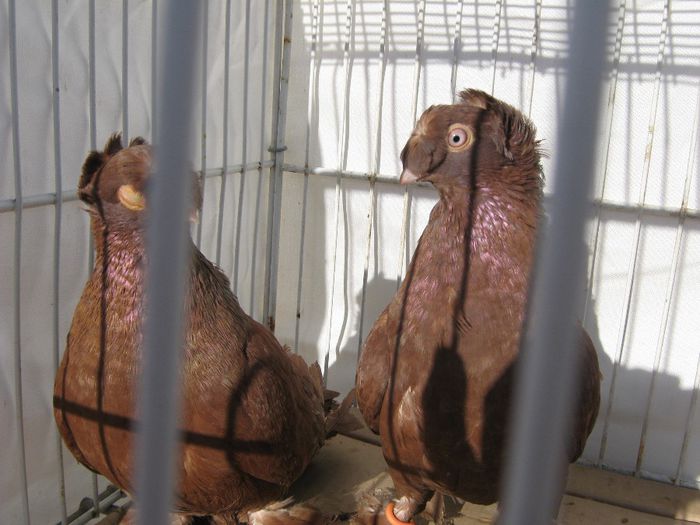 IMG_2459; jucatori de botosani
