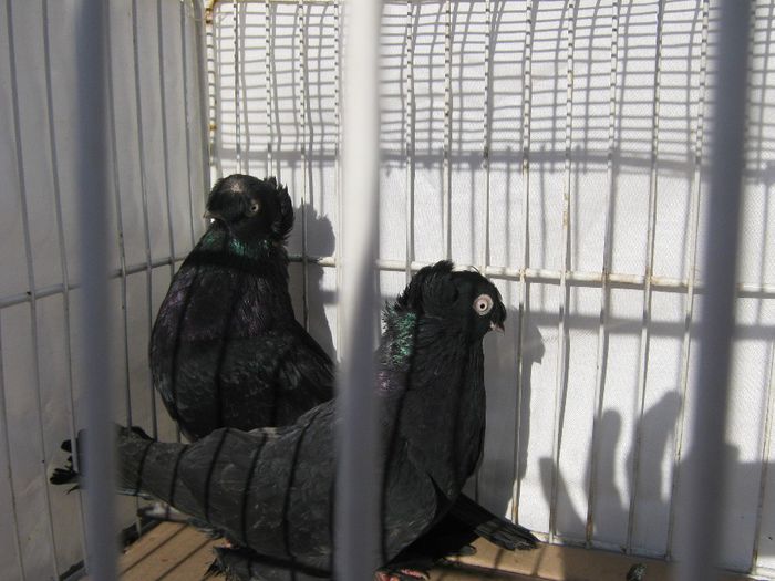 IMG_2467; jucatori de botosani
