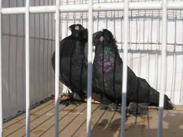 IMG_2471; jucatori de botosani
