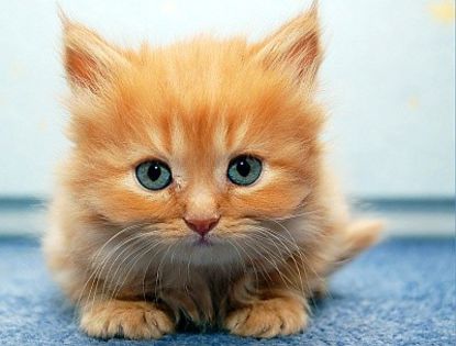 cute_orange_cat - PISICUTZE DRAGUTZE