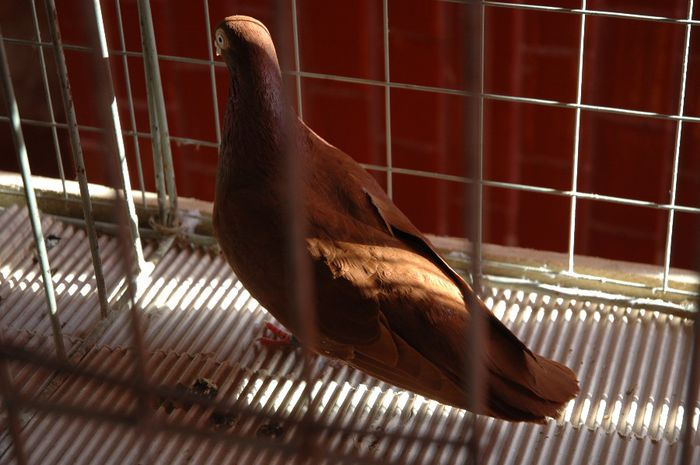 DSC_0204 - EXPOZITIA DE LA SIBIU 2014