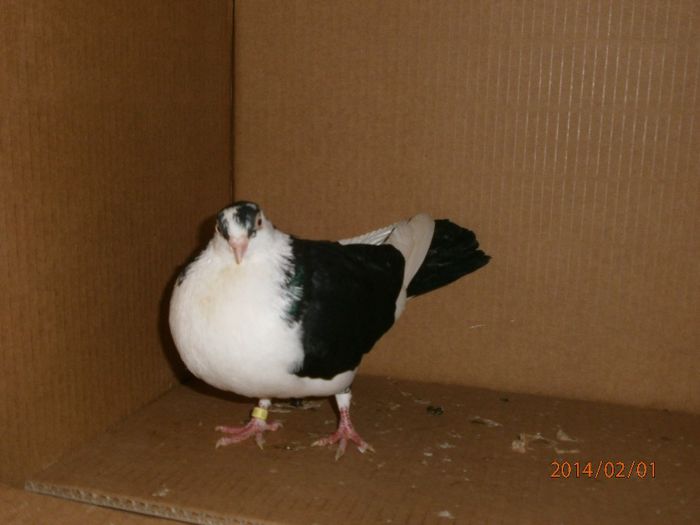 MASCUL 2013 - pe negru