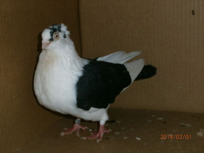 MASCUL 2008 - pe negru