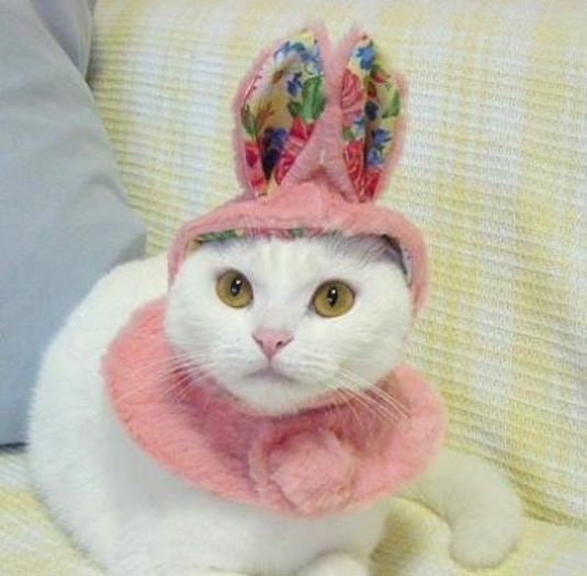 1268077084_i-fooled-you-i039m-not-abunny-just-cute-cat-6906